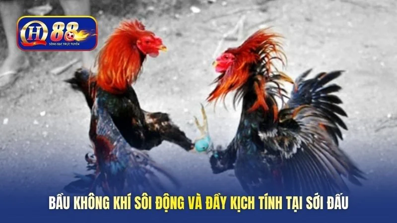 Bầu không khí sôi động và đầy kịch tính tại sới đấu