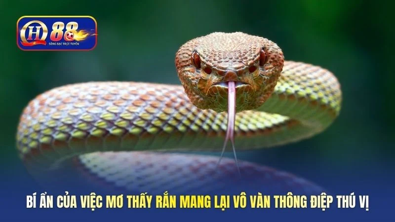 Bí ẩn của việc mơ thấy rắn mang lại vô vàn thông điệp thú vị