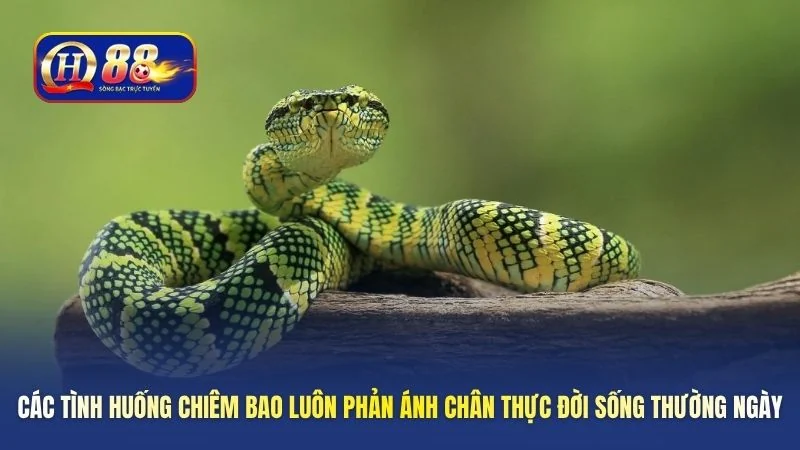 Các tình huống chiêm bao luôn phản ánh chân thực đời sống thường ngày