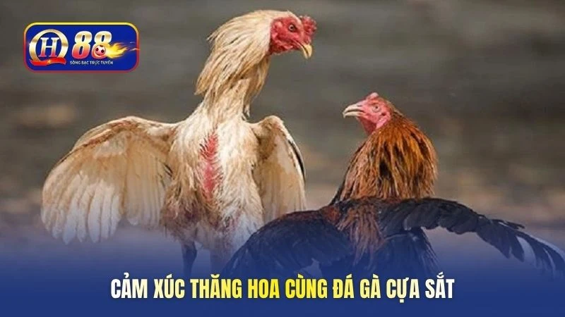 Cảm xúc thăng hoa cùng đá gà cựa sắt