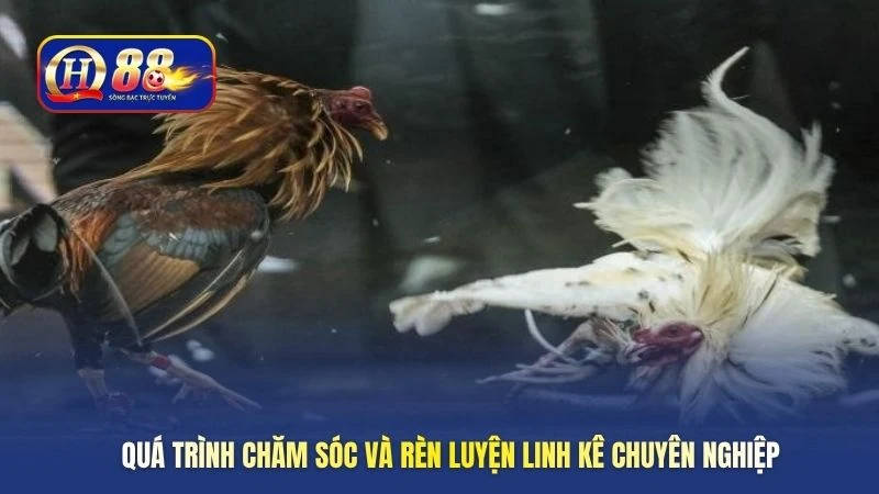 Quá trình chăm sóc và rèn luyện linh kê chuyên nghiệp